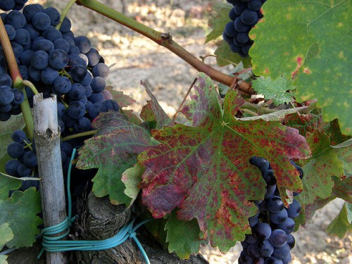 tempranillo