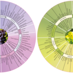 Weinaromarad – Schneller Weinaromen erkennen